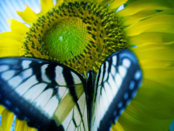 butterfly